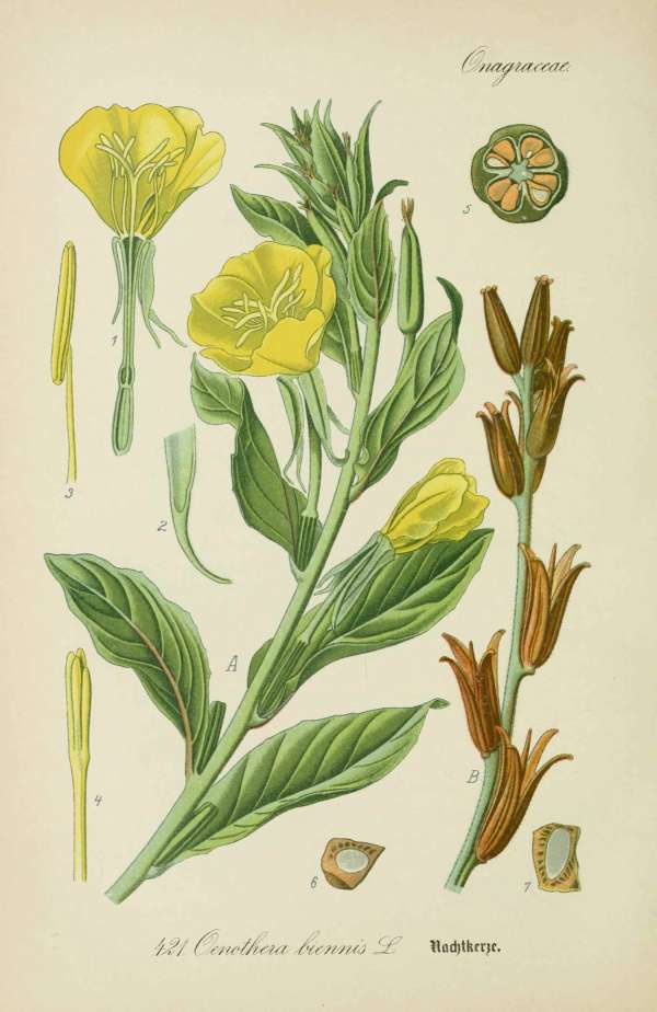 Gyógynövények, homeopátia, népi gyógyászat -45 – Ligetszépe Dr. Thomé  Botanika